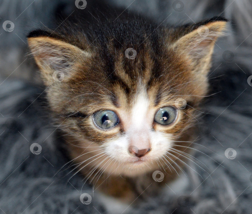 Скачать Милый крошечный котенок. фотосток Ozero