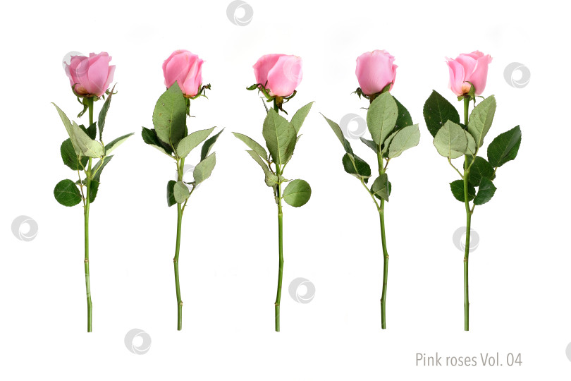 Скачать Роскошный букет из нежно-розовых роз, выделяющихся на белом фоне, готов к оформлению фотосток Ozero