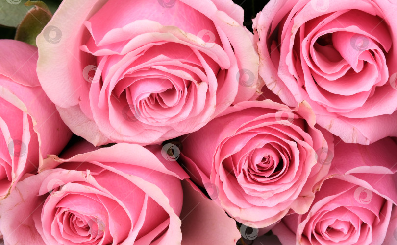 Скачать Нежно-розовые розы на фоне изолированной цветочной текстуры фотосток Ozero