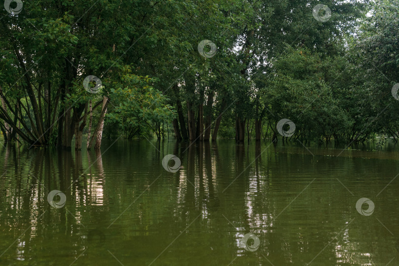 Скачать парк во время наводнения, деревья стоят в воде фотосток Ozero