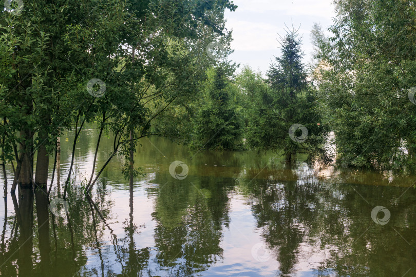 Скачать природный парк во время наводнения, деревья, стоящие в воде фотосток Ozero