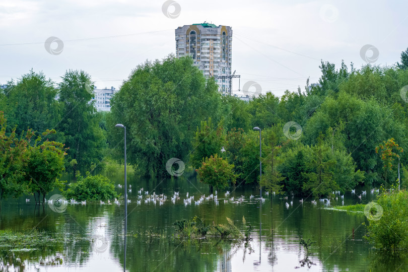 Скачать стая чаек в затопленном городском парке после сильного дождя фотосток Ozero