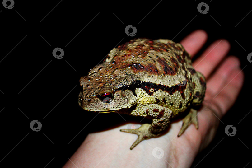 Скачать жаба фотосток Ozero