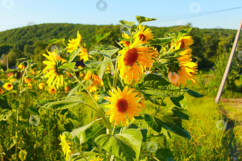 Скачать Фотография подсолнухов фотосток Ozero