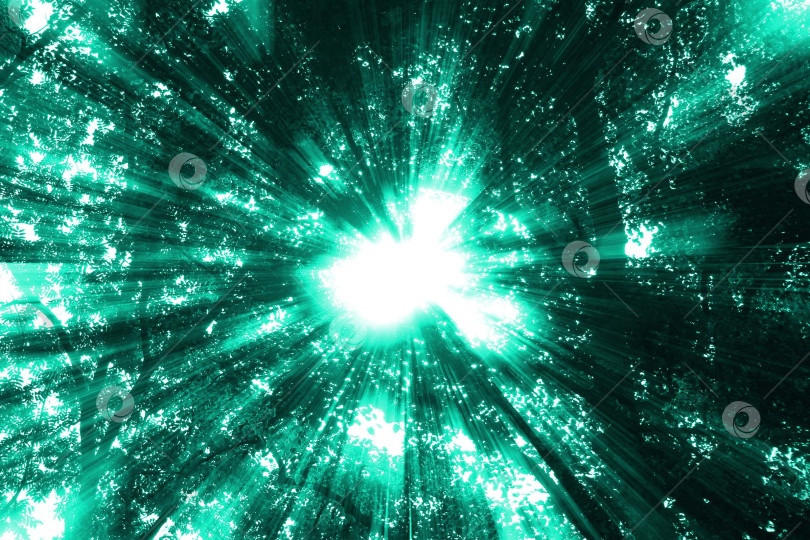 Скачать солнечные лучи в лесу фотосток Ozero