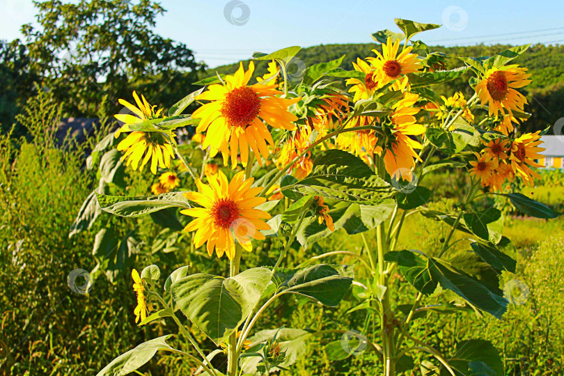 Скачать Фотография подсолнухов фотосток Ozero