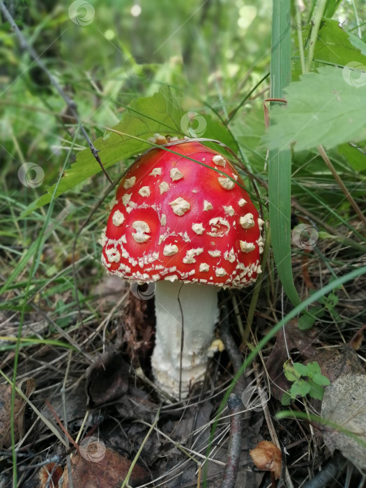 Скачать Яркий красный мухомор фотосток Ozero