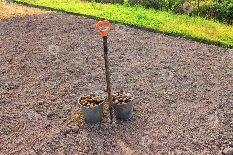 Скачать Два ведра картошки фотосток Ozero