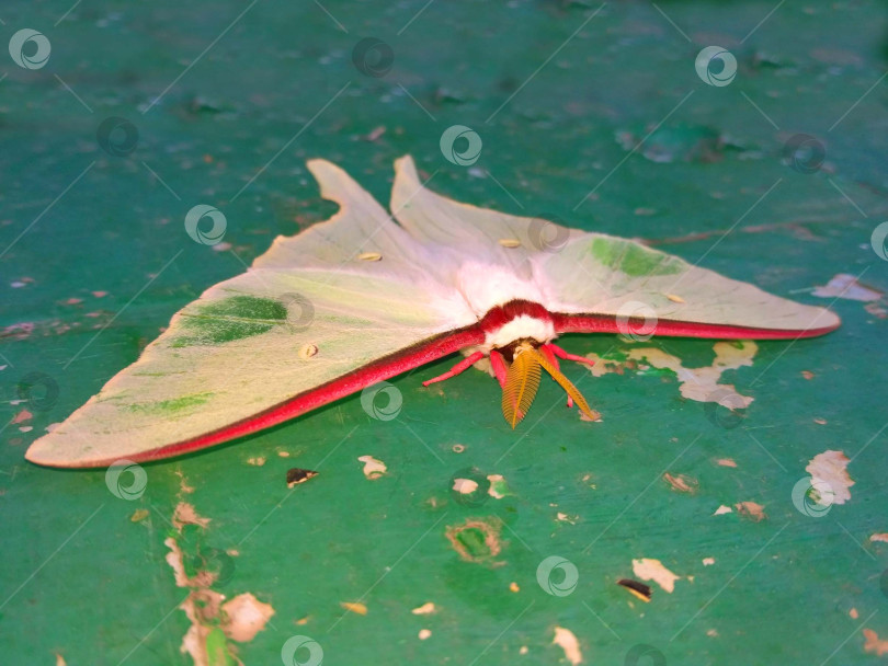 Скачать Очень красивая бабочка фотосток Ozero