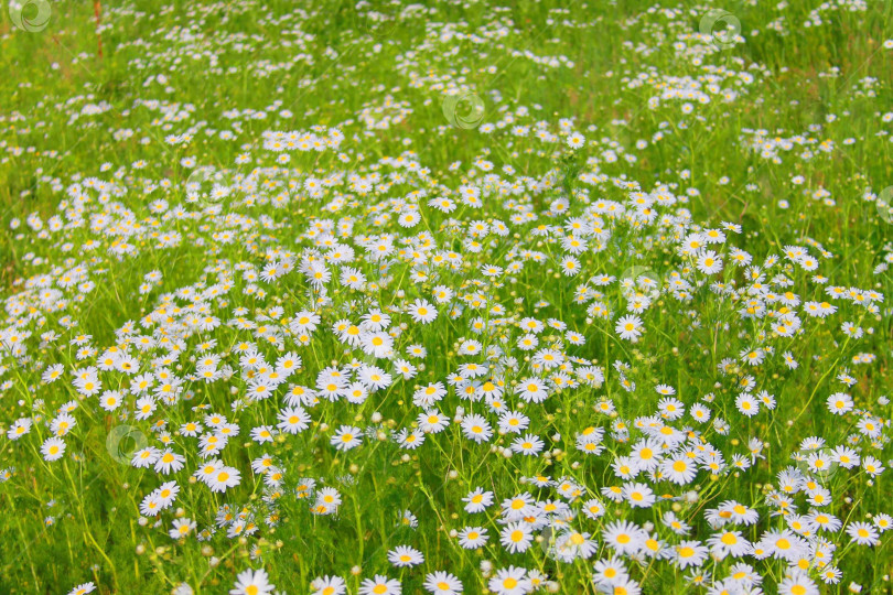 Скачать Прекрасные полевые цветы фотосток Ozero