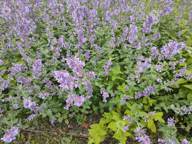 Скачать Летние цветы. Nepeta cataria. Садовые растения. фотосток Ozero
