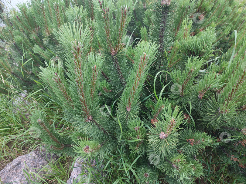 Скачать сосна.  Красота природы. фотосток Ozero