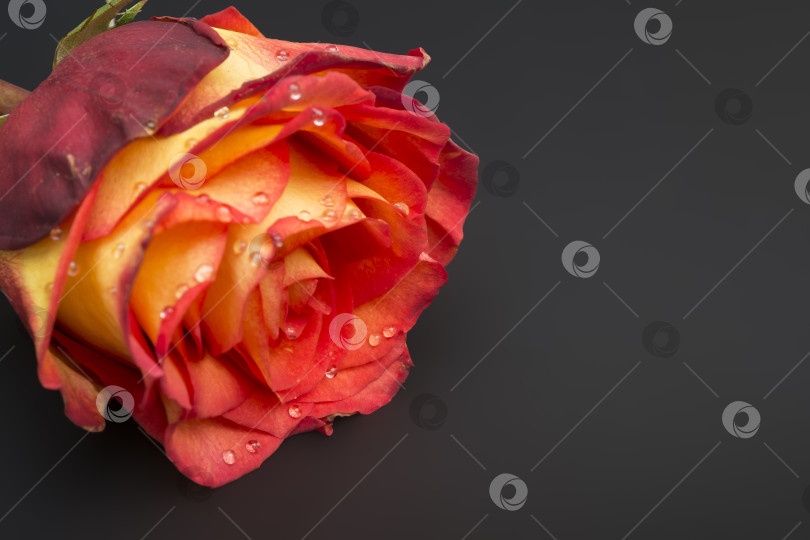 Скачать Алая роза с каплями воды, эффектная макросъемка на черном фоне. фотосток Ozero