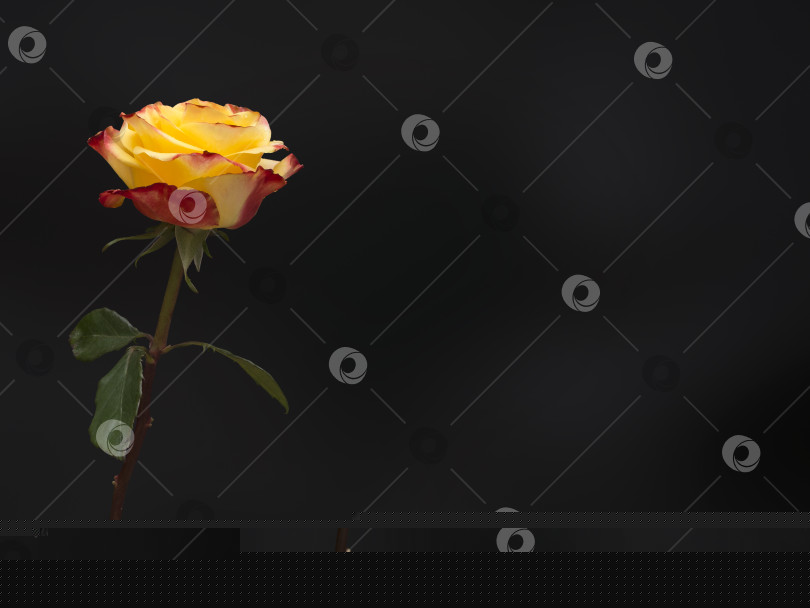 Скачать Двухцветная роза. Желтая и красная розы выделены на черном фоне фотосток Ozero