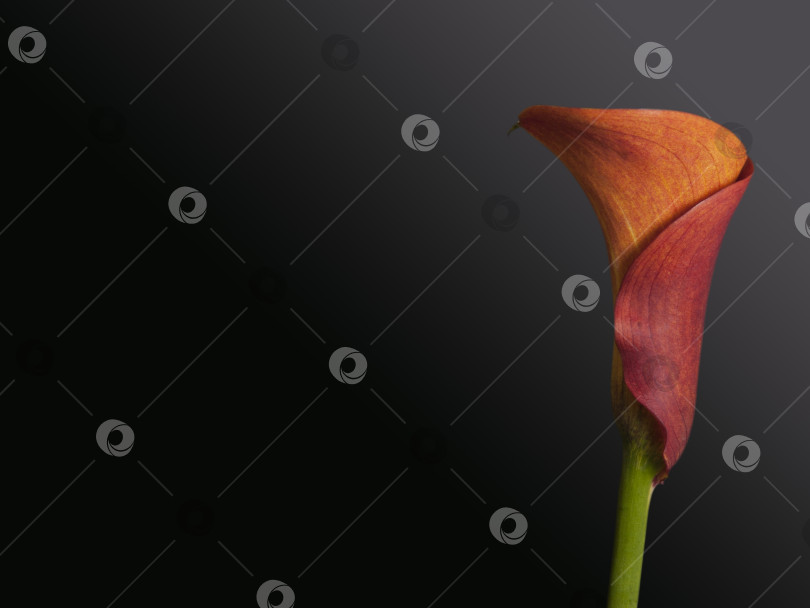 Скачать Пылающая калла. Эффектный цветок, выделенный градиентным светом на черном фоне. фотосток Ozero