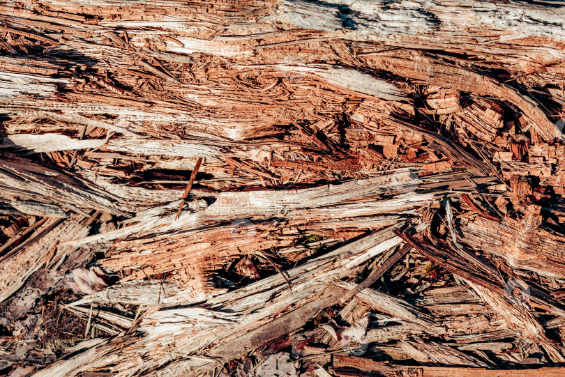 Скачать Текстура абстрактного фона обоев на фоне сухого дерева Корни деревьев в лесу фотосток Ozero