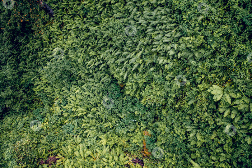 Скачать Лето Весна Текстура зеленого фона Абстрактный лес природа листья папоротника листва фотосток Ozero