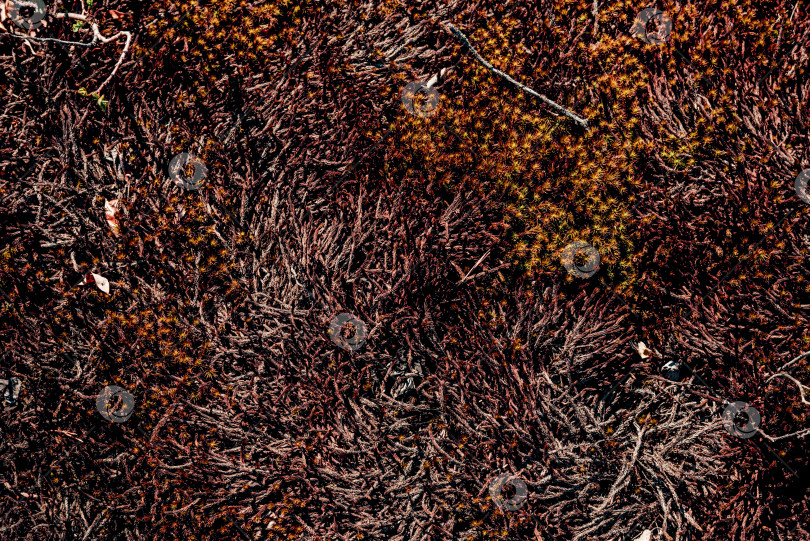 Скачать Фон с естественной текстурой фон с рисунком поверхности обоев из мха в тропическом лесу фотосток Ozero