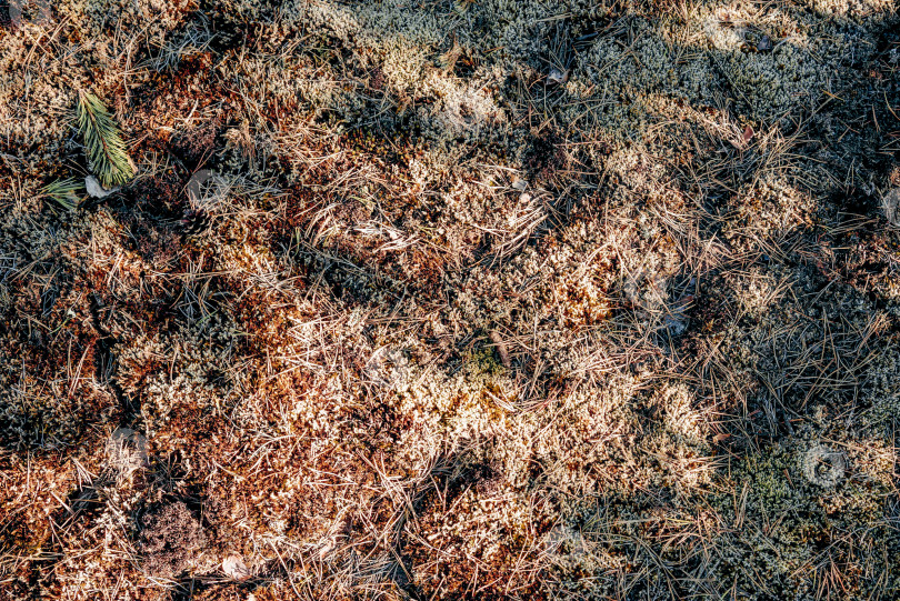 Скачать Текстура фона с иголками, падающими с рождественской елки, лежащей на земле в лесу фотосток Ozero