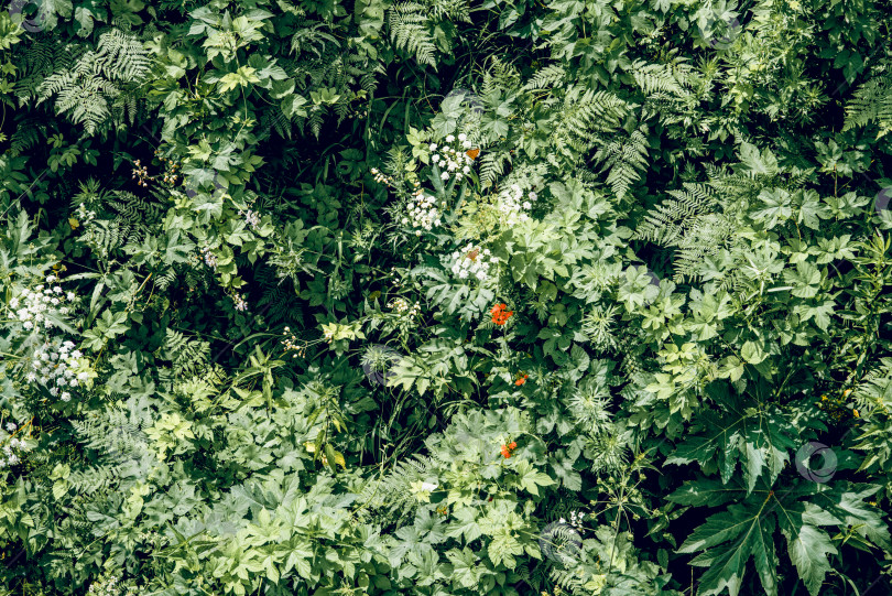 Скачать Лето Весна Текстура зеленого фона Абстрактный лес природа листья папоротника листва фотосток Ozero