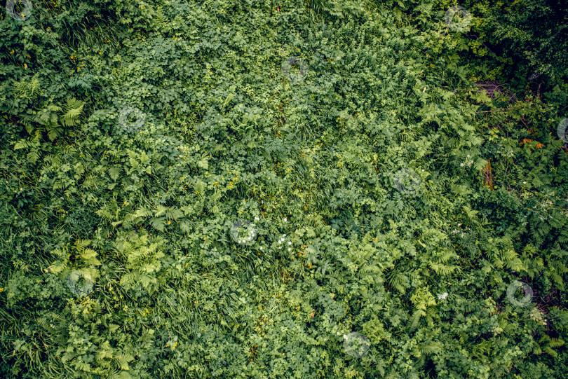 Скачать Лето Весна Текстура зеленого фона Абстрактный лес природа листья папоротника листва фотосток Ozero