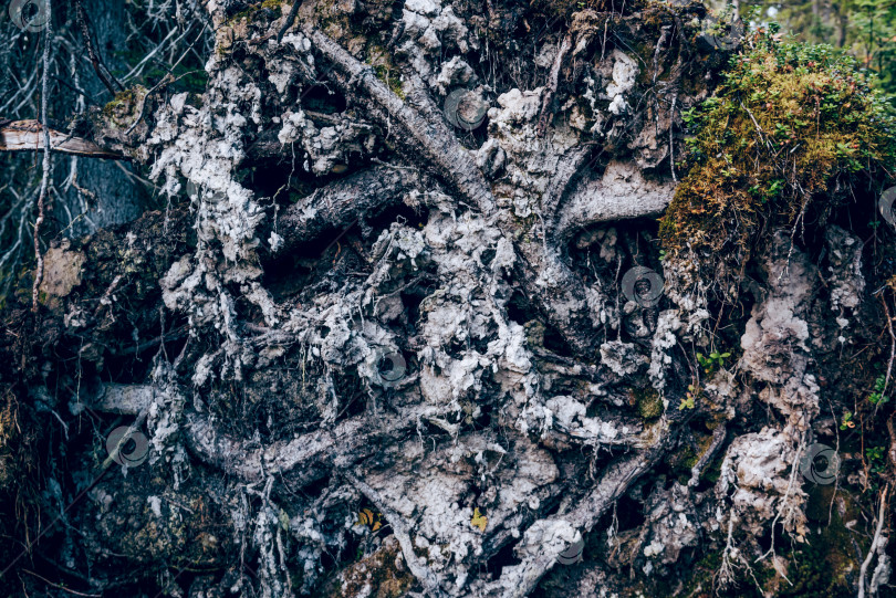 Скачать Текстура абстрактного фона обоев на фоне сухого дерева Корни деревьев в лесу фотосток Ozero