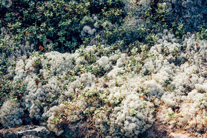 Скачать Фон с естественной текстурой фон с рисунком поверхности обоев из мха в тропическом лесу фотосток Ozero