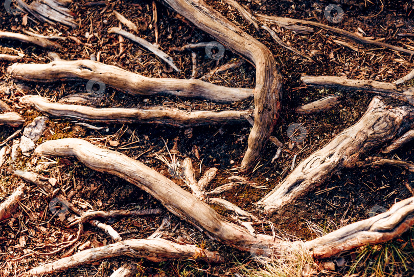 Скачать Текстура абстрактного фона обоев на фоне сухого дерева Корни деревьев в лесу фотосток Ozero