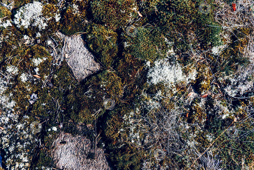 Скачать Текстура фона с иголками, падающими с рождественской елки, лежащей на земле в лесу фотосток Ozero