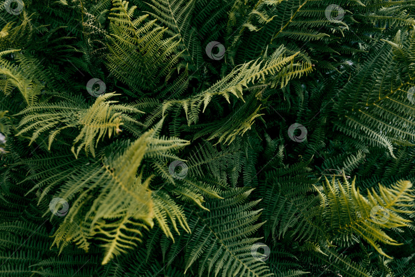 Скачать Лето Весна Текстура зеленого фона Абстрактный лес природа листья папоротника листва фотосток Ozero