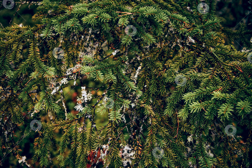 Скачать Лето Весна Текстура зеленого фона Абстрактная лесная природа ветви хвои ели фотосток Ozero