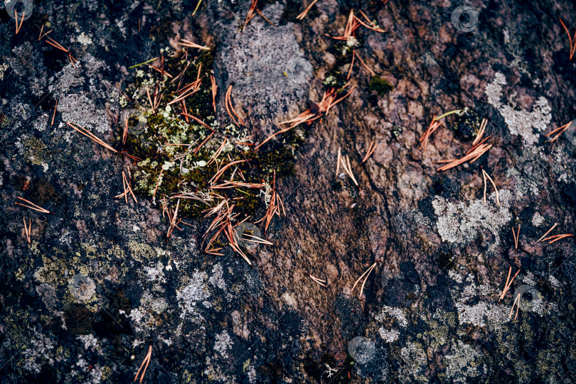 Скачать Текстура натурального камня с трещинами, растительностью и грязью, текстурный фон фотосток Ozero
