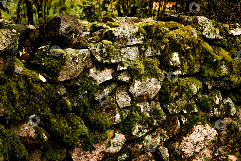 Скачать Валун из крупной гальки, покрытый зеленым мхом, на фоне каменной текстуры фотосток Ozero