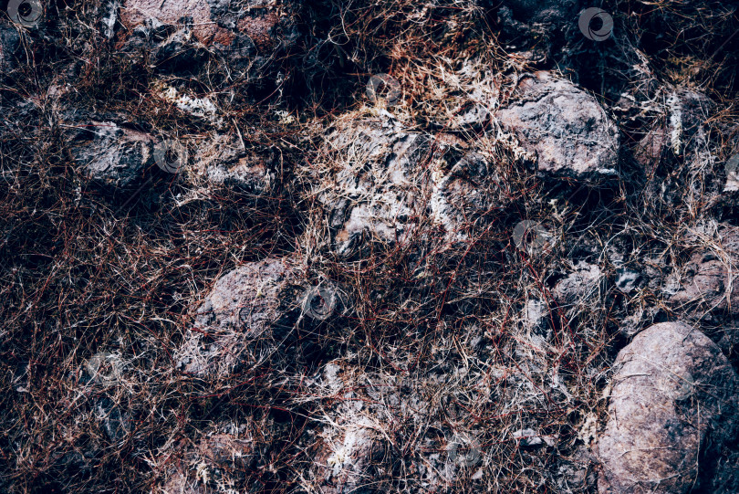 Скачать Текстура фона с иголками, падающими с рождественской елки, лежащей на земле в лесу фотосток Ozero