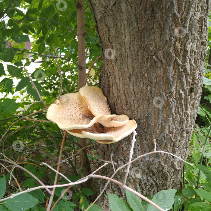 Скачать Трутовик чешуйчатый. фотосток Ozero