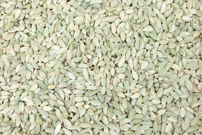 Скачать Кучка зеленых семян фотосток Ozero