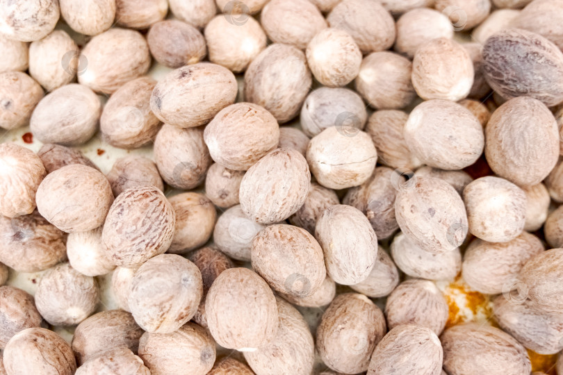 Скачать Горка орехов, среди которых много орехов пекан фотосток Ozero