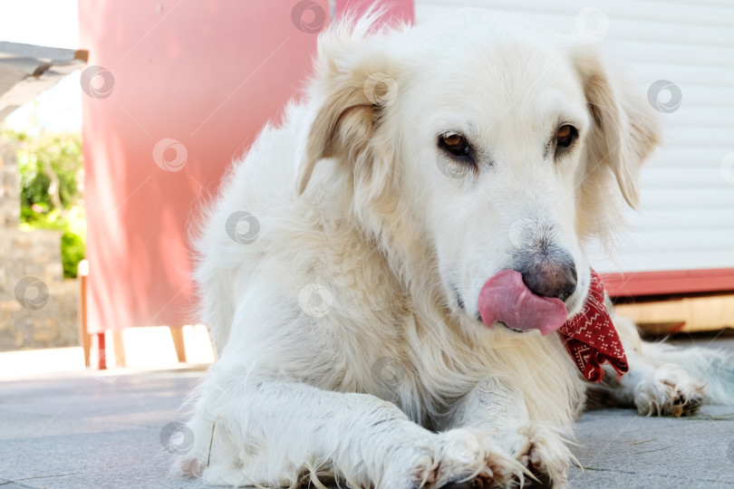 Скачать Белая собака с красной банданой на шее фотосток Ozero
