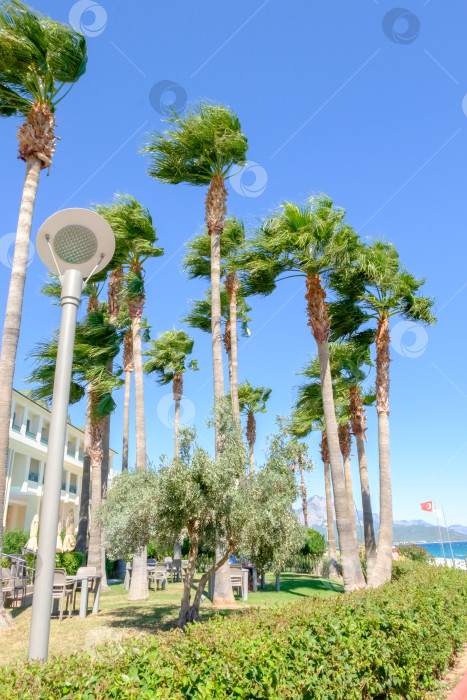 Скачать Ряд пальм с фонарным столбом на заднем плане фотосток Ozero