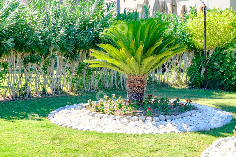 Скачать Пальма стоит посреди сада камней фотосток Ozero