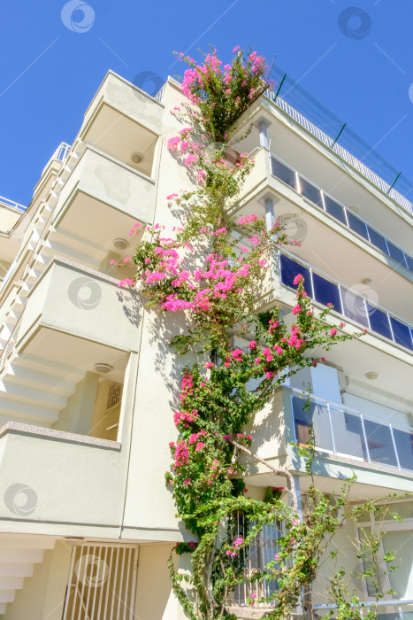 Скачать Здание с растущим на нем розовым цветком фотосток Ozero