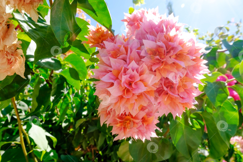 Скачать Розовый цветок с оранжевыми лепестками фотосток Ozero