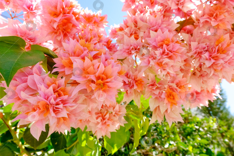 Скачать Розовые цветы на дереве фотосток Ozero