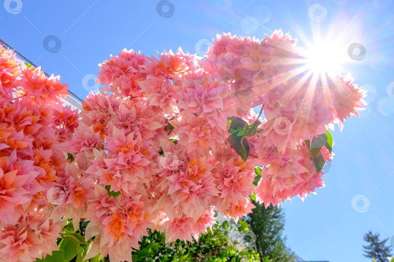 Скачать Розовый цветок с желтой серединкой стоит на солнце фотосток Ozero