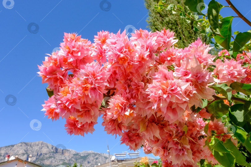 Скачать Розовый цветок с оранжевыми лепестками фотосток Ozero