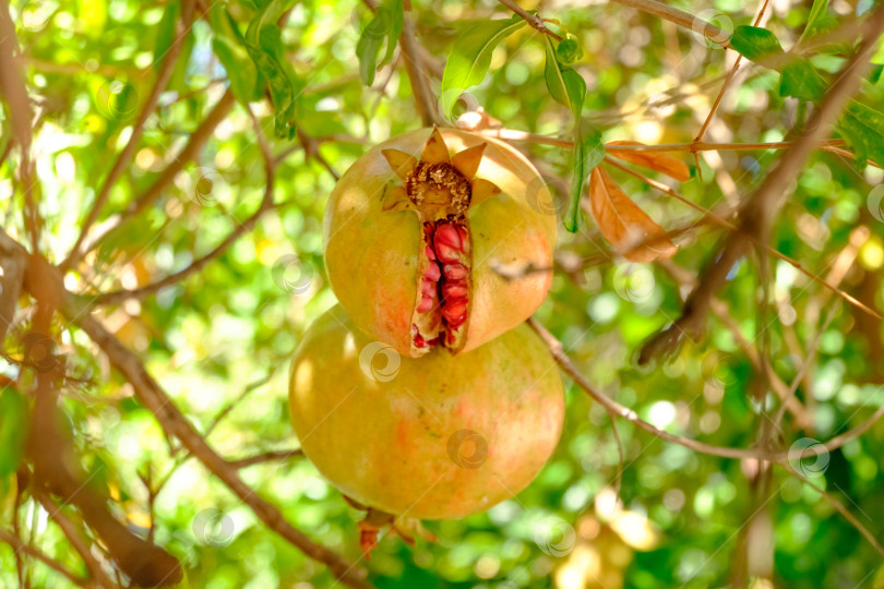 Скачать Два спелых граната, свисающих с дерева фотосток Ozero
