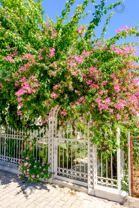 Скачать Белые ворота с белой аркой находятся перед домом фотосток Ozero