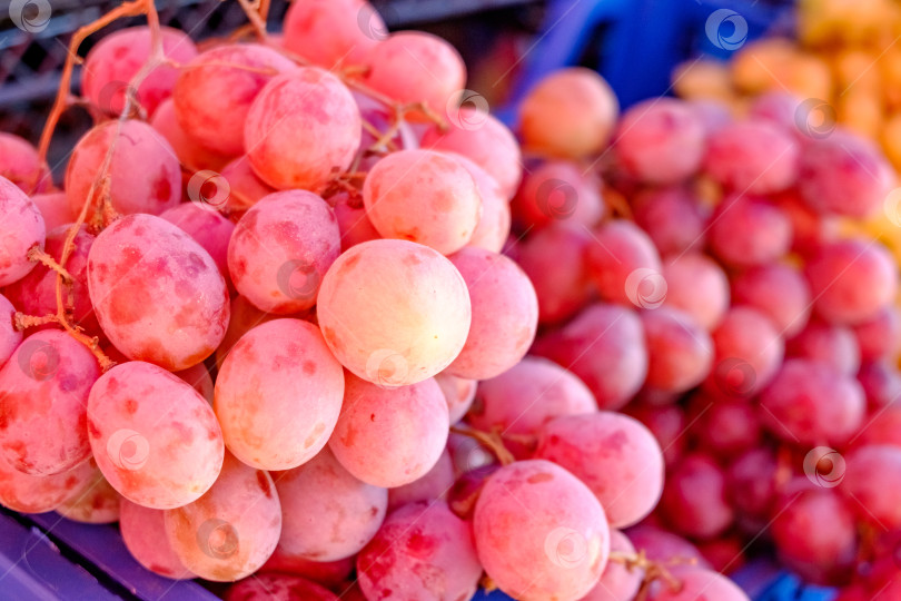Скачать На витрине выставлена гроздь красного винограда фотосток Ozero