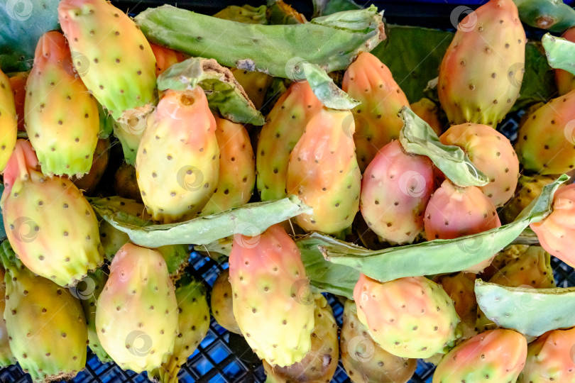 Скачать Гроздь плодов опунции с зелеными листьями фотосток Ozero