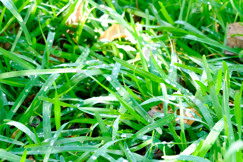 Скачать Клочок травы, покрытый росой фотосток Ozero